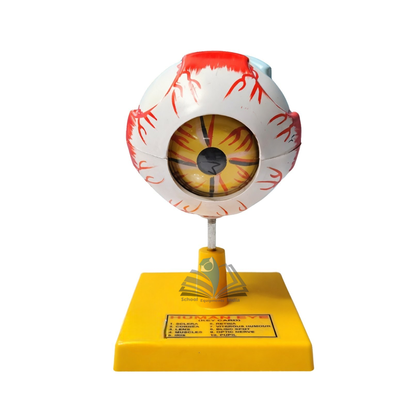 Human Eye Model
